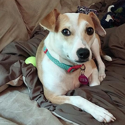 My faithful dog, Girly.